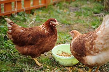 Red chickens on a private farm in the village