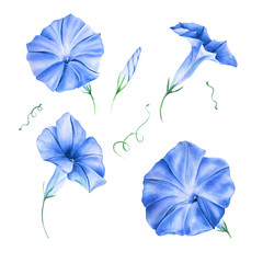 Watercolor Blue Morning Glory Flower clipart. Blue floral bouquets. Blue Wedding floral arrangements. Wedding decor, invitations, cards