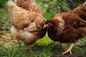 Red chickens on a private farm in the village