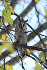 Owl In A Tree