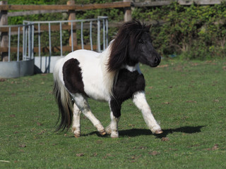 Shetland Pony Playing