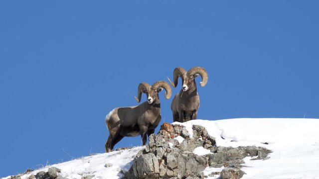 winter low angle shot of two bighorn rams on a snow covered hill at yellowstone national park in wyoming, usa
