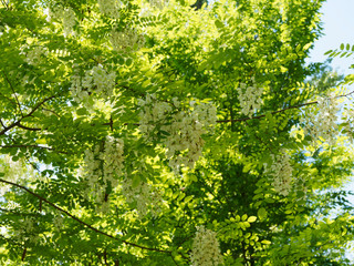 Bosquet verdoyant et envahi d'arbustes robiniers faux acacia (Robinia pseudoacacia) en floraison printanière
