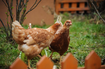 Red chickens on a private farm in the village