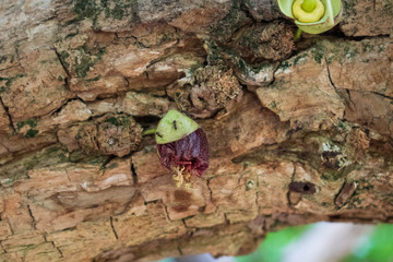black ant on a branch with the flower