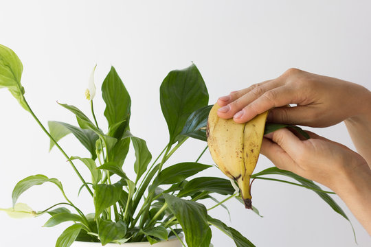 Woman hand cleaning flower leaves using banana skin on the white background