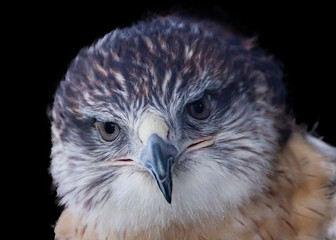 Hawk Injured and in Rehab