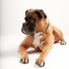 Boxer dog on white background.