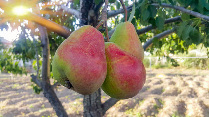 Red-green fresh and juicy pears on the tree. Autumn period. Month of October. The sunbeam shines.
