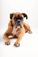 Fototapeta premium Boxer dog on white background.