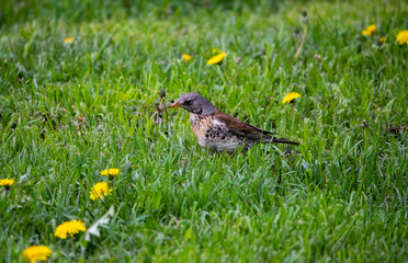 brown winged finch bird flew to the trough to peck seeds