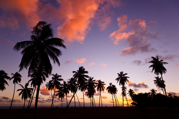 Obraz premium Palm Trees And Colorful Sunset, Antigua