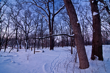 Soft light from a winter dawn illuminates a woodland habitat.
