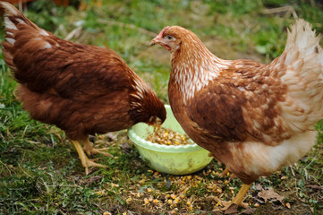 Red chickens on a private farm in the village