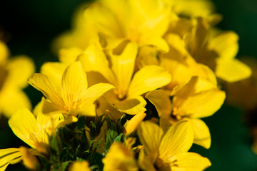 Close up shoot of beautiful yellow flower