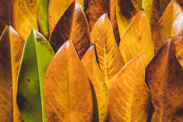 close up of some leafs together