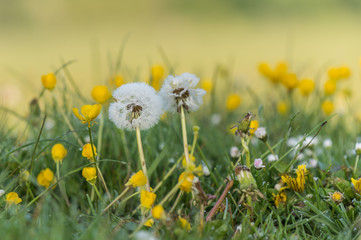 dandelions covered in dew in the morning