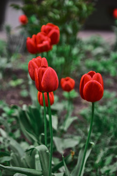 red tulpin in garden
