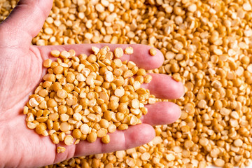 Orange lentil in a woman's hand over Cuscus background.