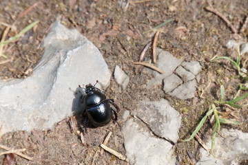 Mistkäfer