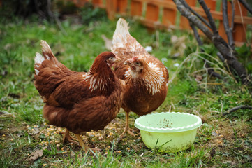 Red chickens on a private farm in the village