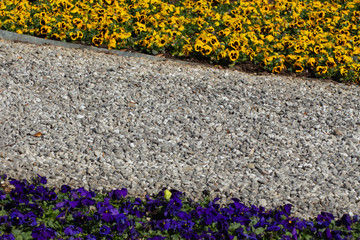Metal edging separating gravel and blue and yellow pansies in a park, Viola tricolor