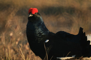 Black grouse or blackgame or blackcock (Lyrurus tetrix) lekking in the morning