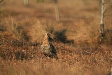 Black grouse or blackgame or blackcock (Lyrurus tetrix) lekking in the morning