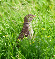 City Sparrow in the grass