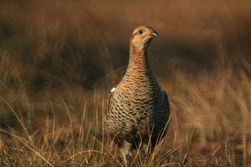 Black grouse or blackgame or blackcock (Lyrurus tetrix) lekking in the morning