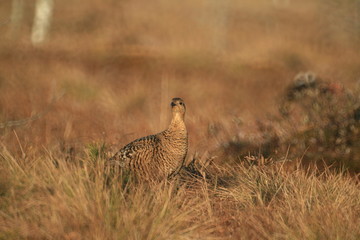 Black grouse or blackgame or blackcock (Lyrurus tetrix) lekking in the morning