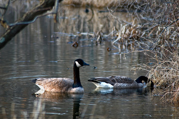 Fototapeta premium A pair of canada geese foraging for food in the shallows of a marsh wetland.