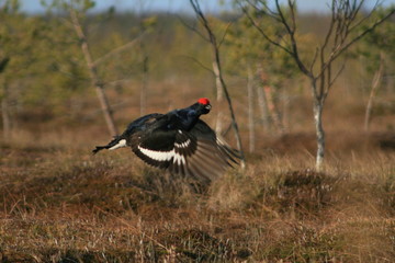 Black grouse or blackgame or blackcock (Lyrurus tetrix) lekking in the morning