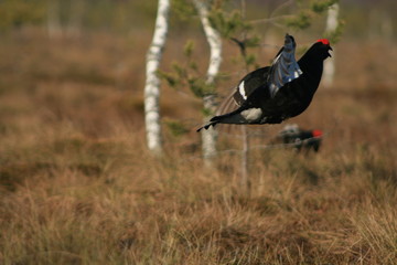 Black grouse or blackgame or blackcock (Lyrurus tetrix) lekking in the morning