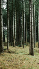 Obraz premium ainsdale