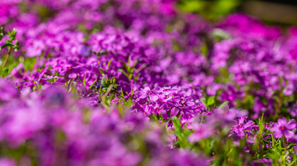 kwiat, fiolet, charakter, kwiat, roślin, jardin, roz, zieleń, jary, lato, lavende, flora, kwiat, kwiat, pola, kwitnienie, kwiatowy, fiolet, piękne, beuty, ziele, hayfield, naturalny, roślin, makro