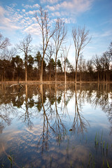 Sunset clouds and shoreline trees reflected in a wetland habitat at sunset.