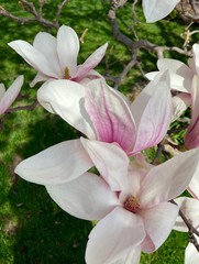 Closeup of Magnolia Bush flowers in early Spring