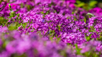 kwiat, fiolet, charakter, kwiat, roślin, jardin, roz, zieleń, jary, lato, lavende, flora, kwiat, kwiat, pola, kwitnienie, kwiatowy, fiolet, piękne, beuty, ziele, hayfield, naturalny, roślin, makro