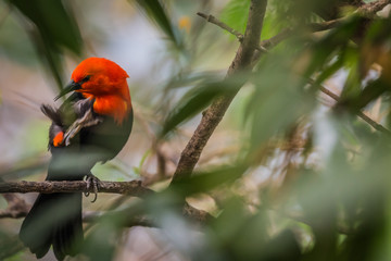 Scarlet-headed blackbird