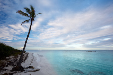 Lonely Palm Tree On Caribbean Beach, Antigua