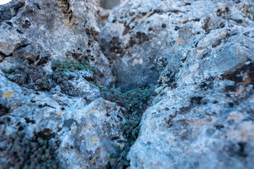 small plant growing on a rock