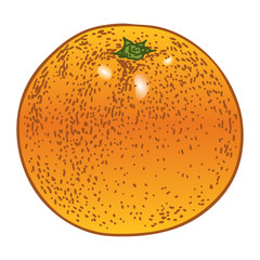 みかんのベクターイラスト素材