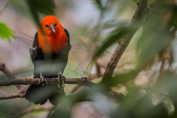 Scarlet-headed blackbird
