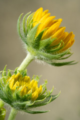 Fleurs et coquelicots des champs