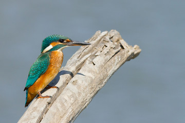 Martín pescador común ( (Alcedo atthis), posado sobre el tronco con fondo azul.