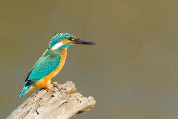 Martín pescador común ( (Alcedo atthis), posado sobre el tronco con fondo verde.