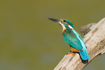 Martín pescador común ( (Alcedo atthis), posado sobre el tronco con fondo verde.