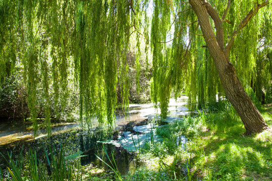 Bosque de ribera, sauce y otros &aacute;rboles a la orilla del r&iacute;o Ucero, en Soria, Espa&ntilde;a