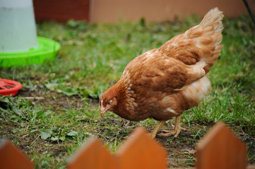 Red chickens on a private farm in the village